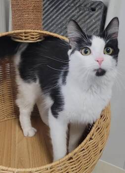Champagne -  Domestic Medium Hair Cat for Adoption in Sandusky, Ohio - Champagne | PetCurious
