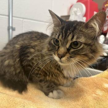 Cantina Laredo C11488 -  Domestic Medium Hair Cat for Adoption - Cantina Laredo C11488 | PetCurious