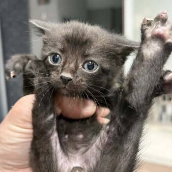 White Goodman -  Domestic Short Hair Cat for Adoption in Sioux Falls, South Dakota - White Goodman | PetCurious