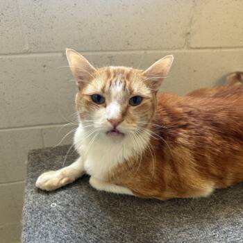 Rescue Domestic Short Hair Cats for Adoption in Ontario, California - Tabitha | PetCurious