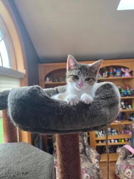 Helga -  Domestic Short Hair Cat Available for Adoption in Arthur, Ontario - Helga | PetCurious