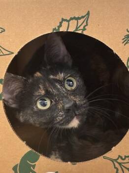 Domestic Short Hair Cats Available for Adoption in West Chester, Pennsylvania - QT | PetCurious