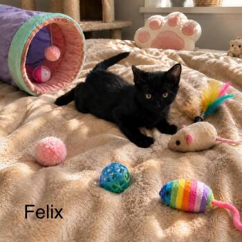 Felix -  Bombay and Domestic Short Hair Cat for Adoption in Wyandotte, Michigan - Felix | PetCurious