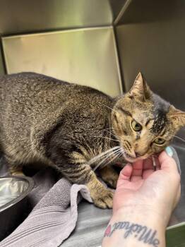 Domestic Short Hair Cats Available for Adoption - Elton John | PetCurious