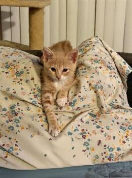 MAPLE - ADOPTION PENDING -  Domestic Short Hair Cat for Adoption in Ontario, California - MAPLE - ADOPTION PENDING | PetCurious