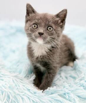 Rimet -  Russian Blue Cat for Adoption in Covington, Louisiana - Rimet | PetCurious