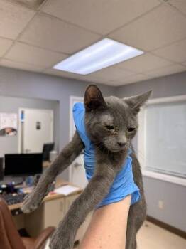 BONGO -  Domestic Short Hair Cat for Adoption in Killeen, Texas - BONGO | PetCurious