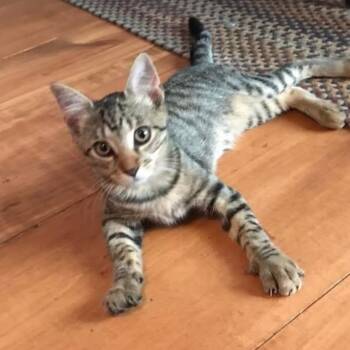 Rescue Domestic Short Hair Cats for Adoption in Hanna City, Illinois - Speedy Petey | PetCurious