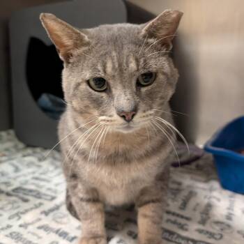 Steele -  Domestic Long Hair Cat for Adoption in Titusville, Florida - Steele | PetCurious
