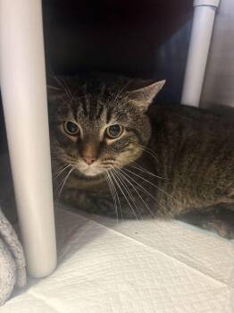 Nacho Grande -  Domestic Short Hair Cat for Adoption in Cincinnati, Ohio - Nacho Grande | PetCurious