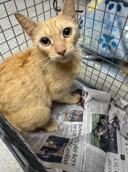 26-0745C -  Domestic Short Hair Cat for Adoption in Sorrento, Louisiana - 26-0745C | PetCurious