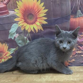 Branch -  Domestic Medium Hair Cat for Adoption in Normal, Illinois - Branch | PetCurious