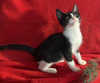 Rescue Tuxedo and Domestic Short Hair Cats for Adoption in Spring, Texas - Barney-Portofino PetSmart | PetCurious