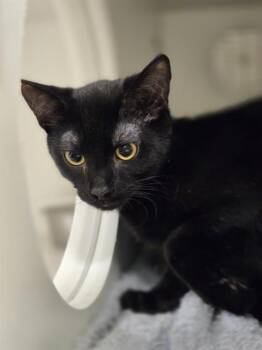 Domestic Short Hair Cats Available for Adoption in Kent, Washington - LANCE | PetCurious