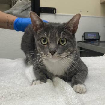 Domestic Short Hair Cats Available for Adoption in Galveston, Texas - Grey | PetCurious