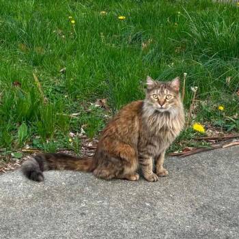 Honey -  Domestic Medium Hair Cat Available for Adoption in Carmel, Indiana - Honey | PetCurious