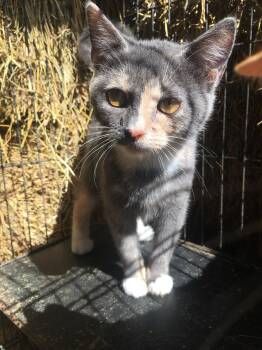 Domestic Short Hair Cats Available for Adoption - Chaos | PetCurious