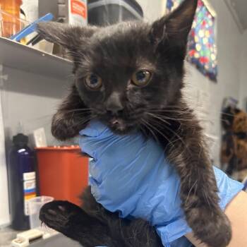 Onyx -  Domestic Short Hair Cat for Adoption in Summerville, South Carolina - Onyx | PetCurious