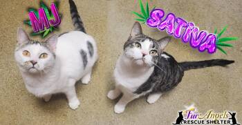 MJ & Sativa -  Domestic Short Hair Cat for Adoption in Ottawa Hills, Ohio - MJ & Sativa | PetCurious