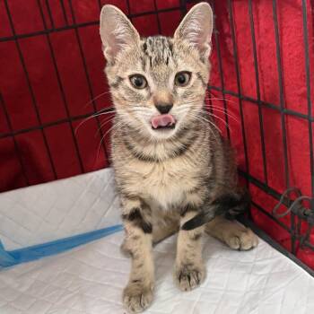 Olive -  Domestic Short Hair Cat for Adoption in Orangevale, California - Olive | PetCurious