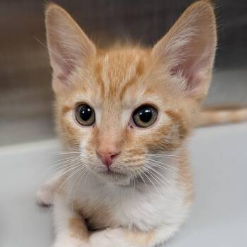 Tangerine -  Domestic Short Hair Cat for Adoption in Long Beach, California - Tangerine | PetCurious