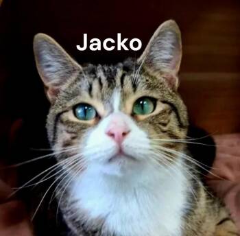 Jacko -  Tabby Cat Available for Adoption in Weems, Virginia - Jacko | PetCurious