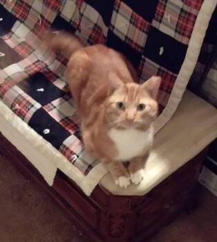 Domestic Short Hair Cats Available for Adoption - Baby Booth | PetCurious