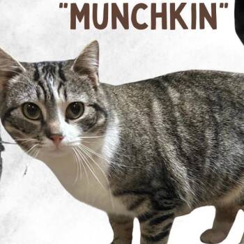 Domestic Short Hair Cats Available for Adoption in Scranton, Pennsylvania - Munchkin | PetCurious