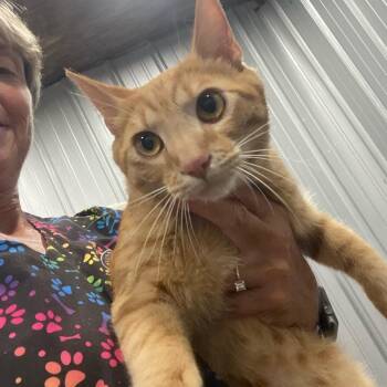 Kevin -  Domestic Short Hair Cat for Adoption in Parrish, Alabama - Kevin | PetCurious