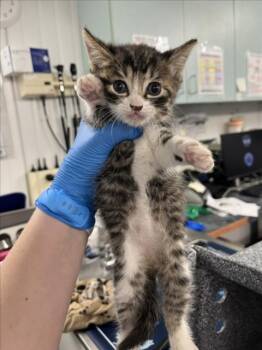 *WILMA -  Domestic Short Hair Cat for Adoption in Woodland, California - *WILMA | PetCurious