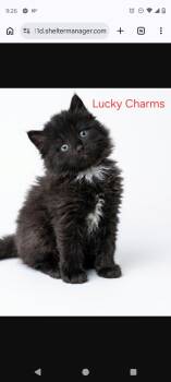 Lucky charms -  Domestic Short Hair Cat for Adoption - Lucky Charms | PetCurious