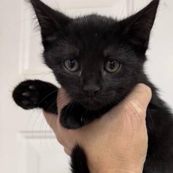 Cranberry Mule -  Domestic Short Hair Cat for Adoption in Columbia, South Carolina - Cranberry Mule | PetCurious