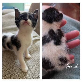 American Shorthair Cats Available for Adoption in Calimesa, California - Jonah | PetCurious