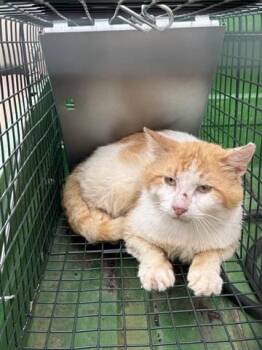 Domestic Short Hair Cats Available for Adoption in Houston, Texas - A655430 | PetCurious