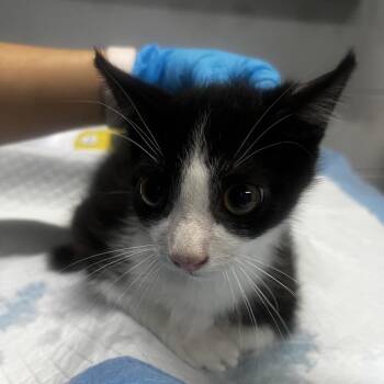 Neo -  Domestic Short Hair Cat for Adoption in Summerville, South Carolina - Neo | PetCurious