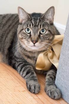 Rescue Domestic Short Hair Cats for Adoption in Jessup, Maryland - Candy | PetCurious