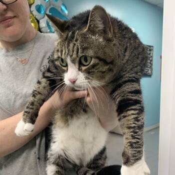Domestic Short Hair Cats Available for Adoption in Gainesville, Georgia - Misty | PetCurious