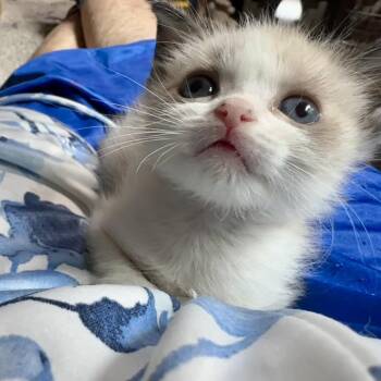 Rain -  Siamese Cat for Adoption in Westminster, California - Rain | PetCurious