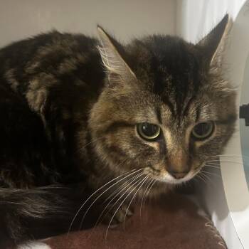 Chicken Shawarma -  Domestic Short Hair Cat for Adoption in Chattanooga, Tennessee - Chicken Shawarma | PetCurious