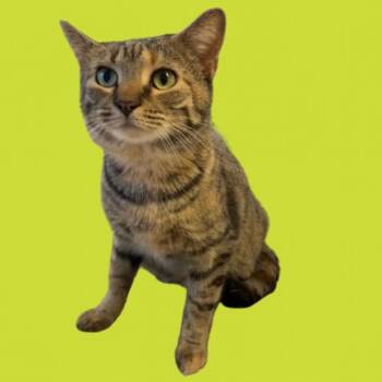 Domestic Short Hair Cats Available for Adoption - Pearl | PetCurious