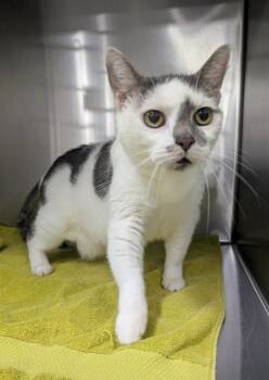 BUELA -  Domestic Short Hair Cat for Adoption - BUELA | PetCurious