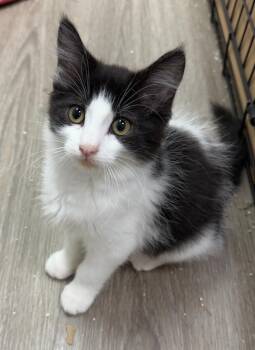 Helena -  Domestic Medium Hair Cat for Adoption - Helena | PetCurious