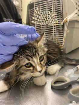 Domestic Short Hair Cats Available for Adoption in West Valley City, Utah - TWEEDLEDUM | PetCurious