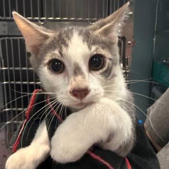 Pinto Bean -  Domestic Short Hair Cat for Adoption in Chattanooga, Tennessee - Pinto Bean | PetCurious