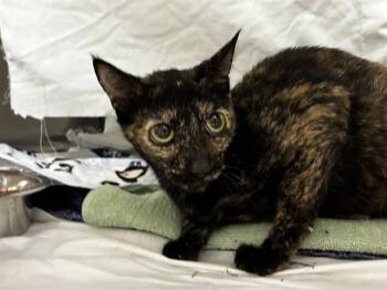 AQUARIUS -  Domestic Short Hair Cat for Adoption in Fort Lauderdale, Florida - AQUARIUS | PetCurious