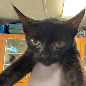 Rescue Domestic Short Hair Cats for Adoption in Troy, Illinois - Eek | PetCurious