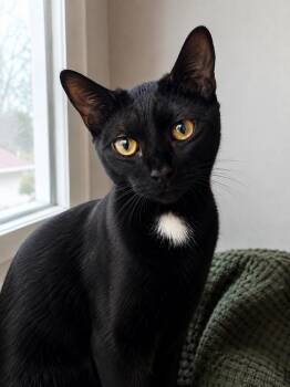 Soup -  Domestic Short Hair Cat for Adoption in Calimesa, California - Soup | PetCurious