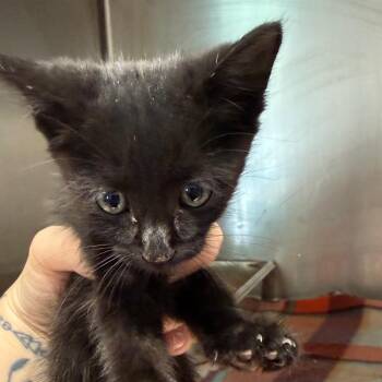 Mack -  Domestic Short Hair Cat for Adoption in Horn Lake, Mississippi - Mack | PetCurious