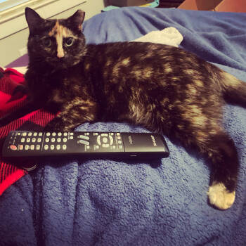 Rescue Domestic Short Hair Cats for Adoption in Glen Raven, North Carolina - BANSHEE | PetCurious