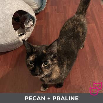 Pecan (bonded with Praline) -  Domestic Short Hair Cat for Adoption in Toronto, Ontario - Pecan (bonded With Praline) | PetCurious